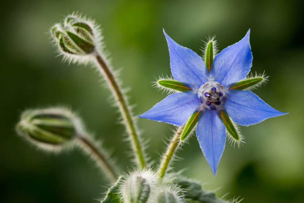 A close-up of a borage flower showing why it's also called a starflower.