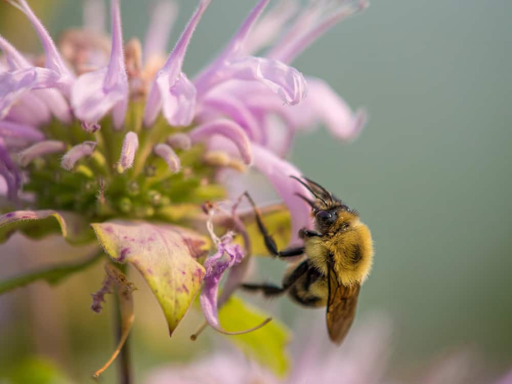 Close-up of a bumblebee sitting on a bee balm flower.