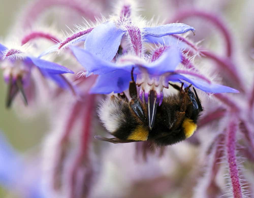 Close-up of bumblebee resting on a borage flower.