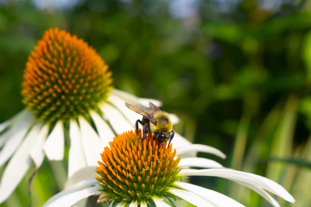 Close-up of a black and yellow bumblebee taking pollen off a white coneflower.