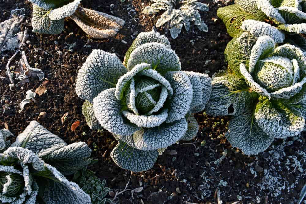 Close-up of cabbage plant covered in frost in winter.