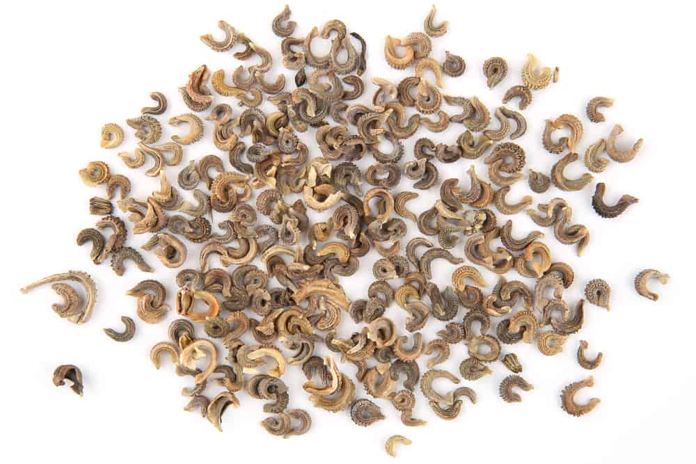 Top view of a pile of dry calendula flowers seeds on white background.
