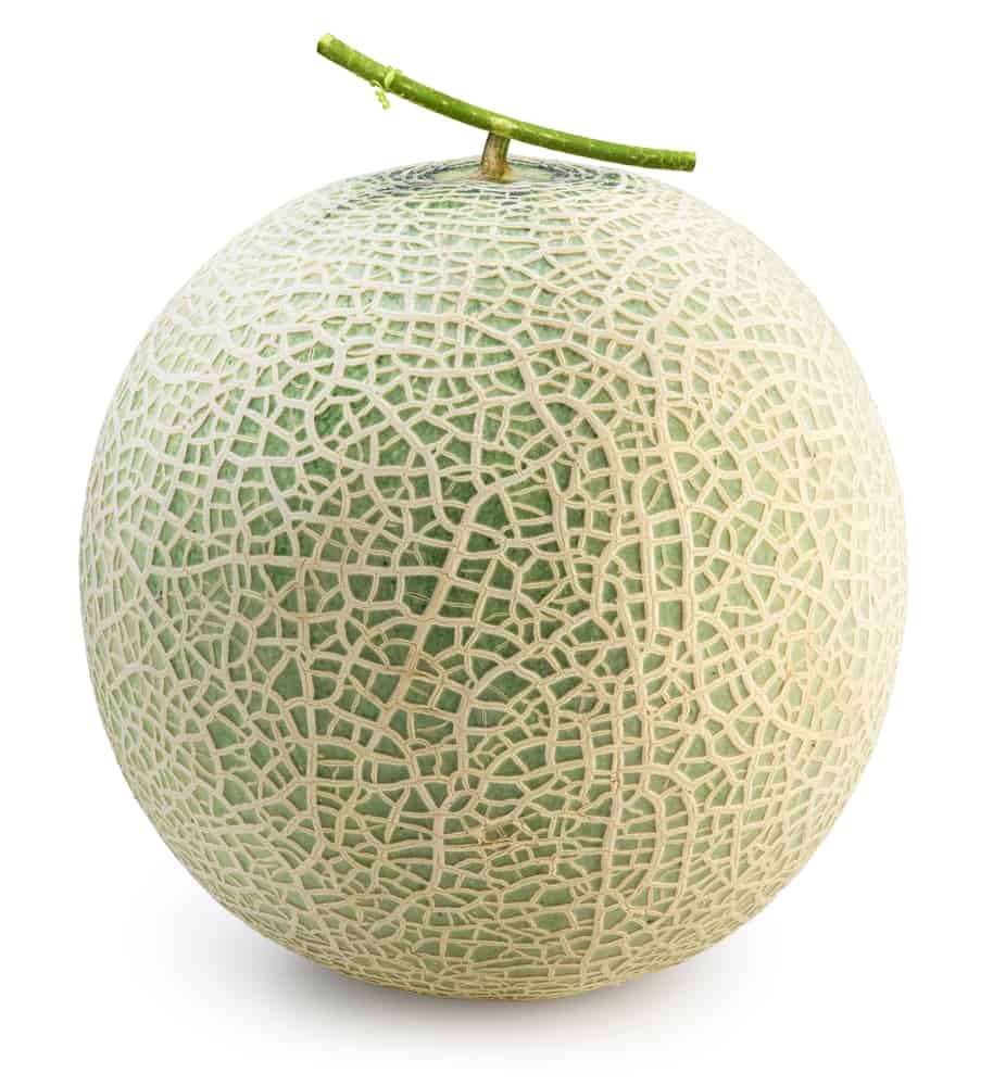 Green cantaloupe (or melon) on white background.