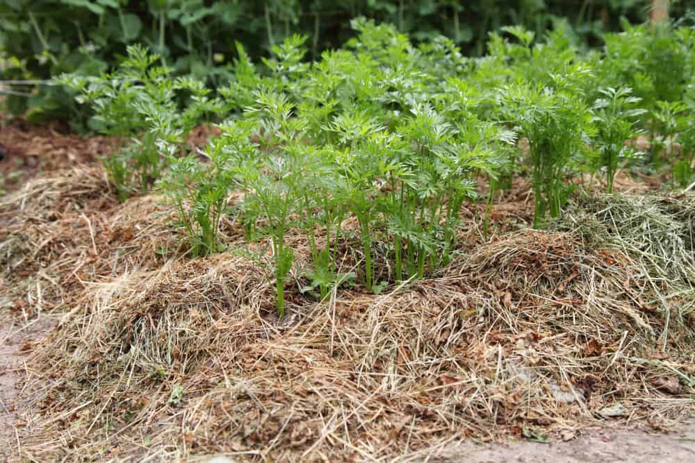 Carrots growing on a bed under mulch from dried mown grass.