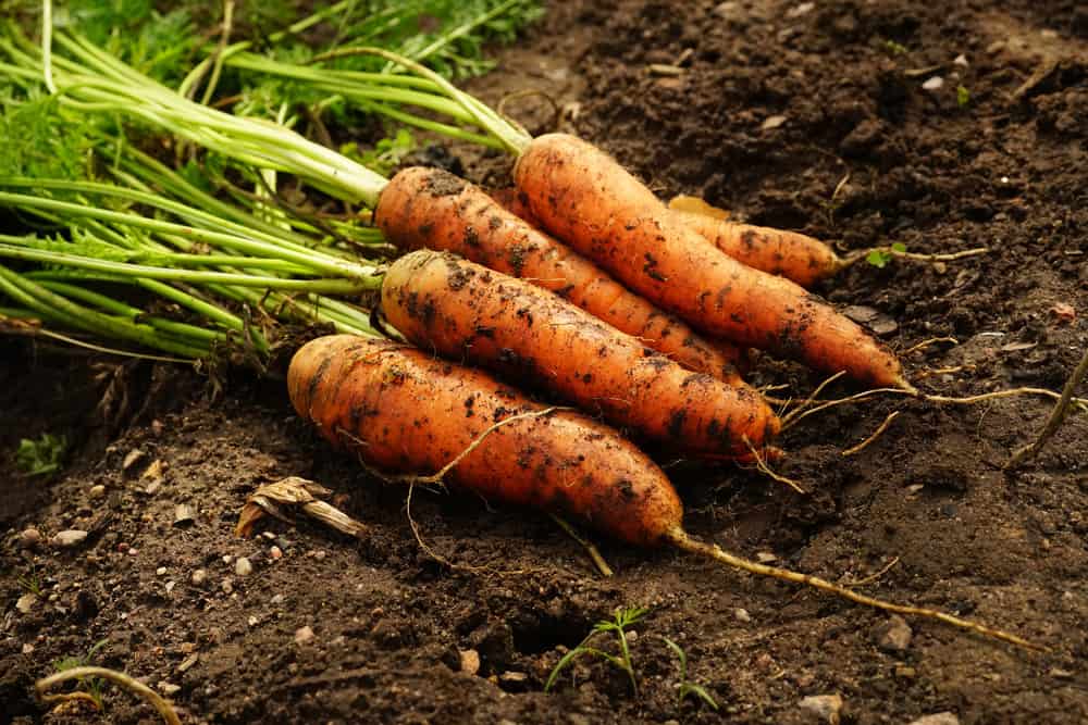 Fresh carrots laying on soil in a garden.