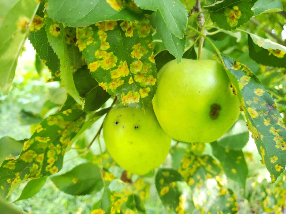 Cedar-apple rust disease visible on apples and leaves on crabapple tree.