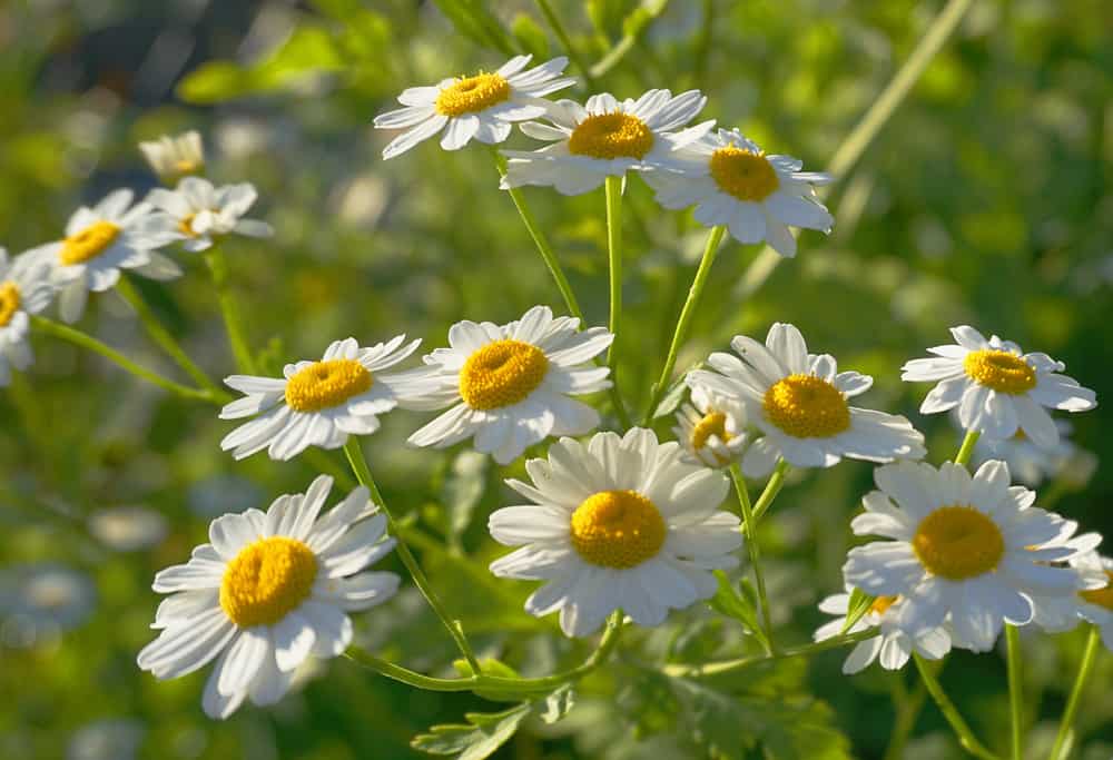 Close-up of meadow of white chamomile flowers in the morning.