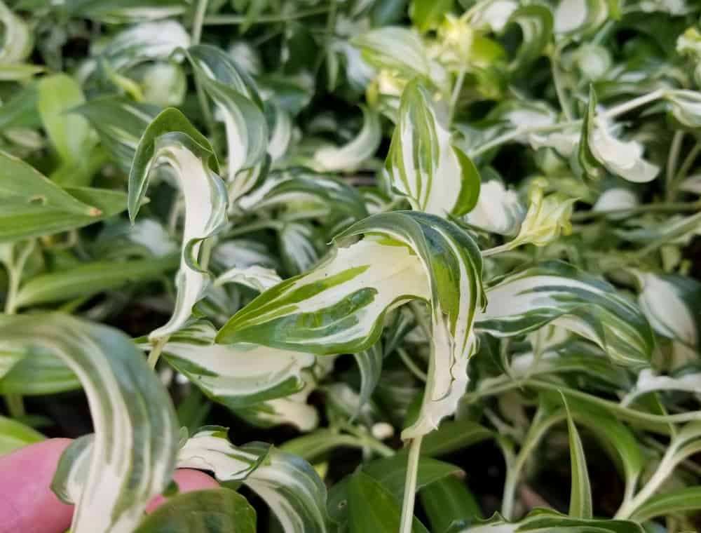 Beautiful variegated leaves of Chinese Fairy Bells plant. Also known as Disporum spp.