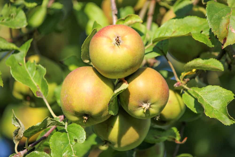 Crabapples - also known as European wild apple.