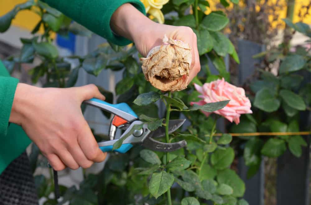 Woman deadheading rose flowers using pruning shears.