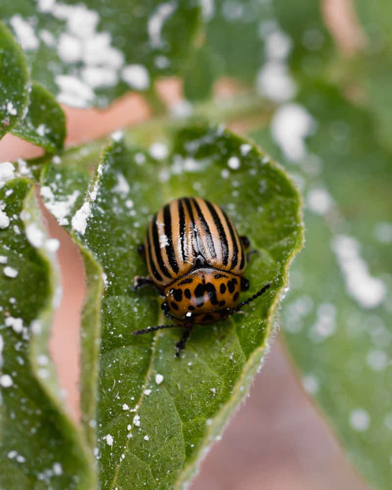 Beetle on a potato leaf sprinkled with diatomaceous earth.