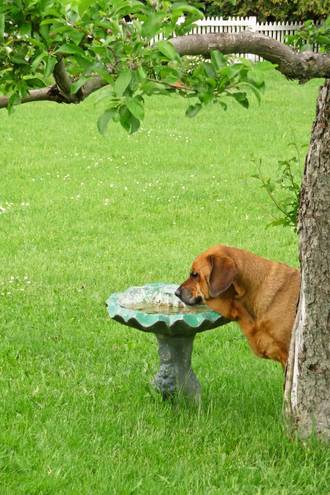 Big dog drinking from birdbath in a garden.