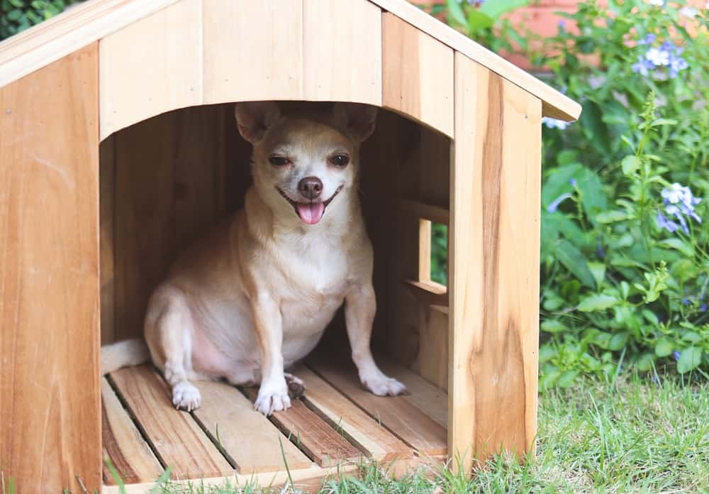 Chihuahua dog resting in wooden doghouse in a garden. Dog is smiling.