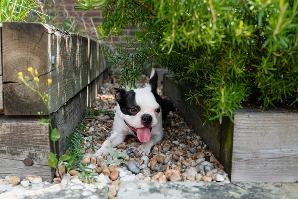 Boston terrier lying in the shade between two raised planting beds.