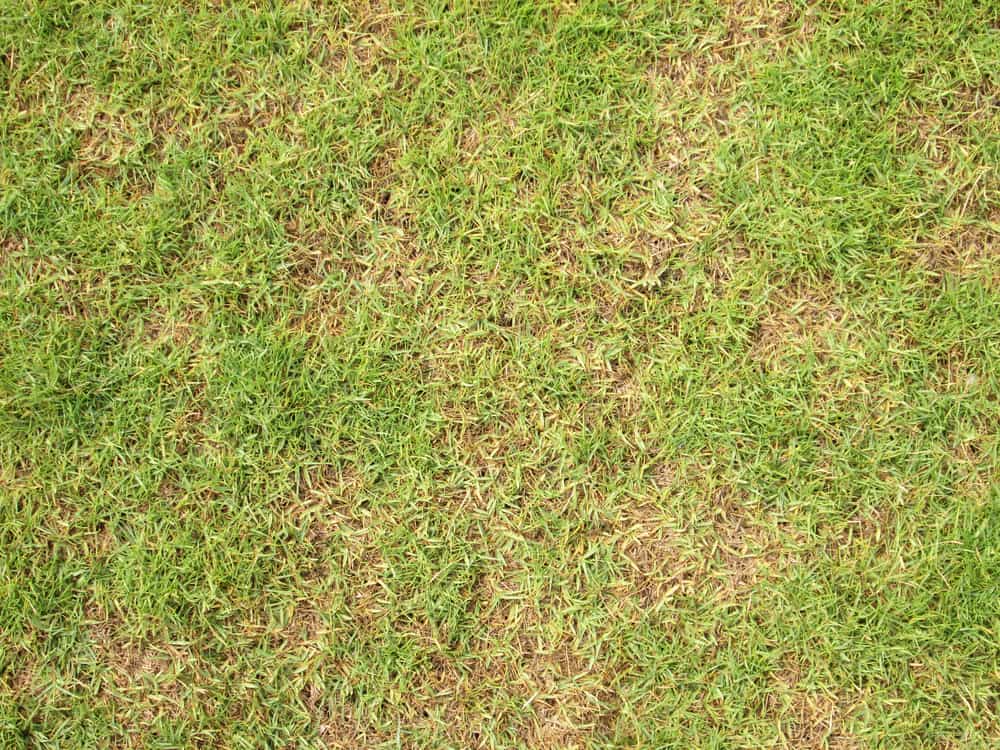 Lawn with spots of dry and dying grass.
