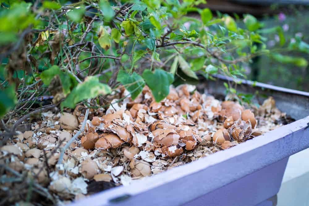 Eggshells in a plant pot used as a fertilizer containing calcium and potassium.