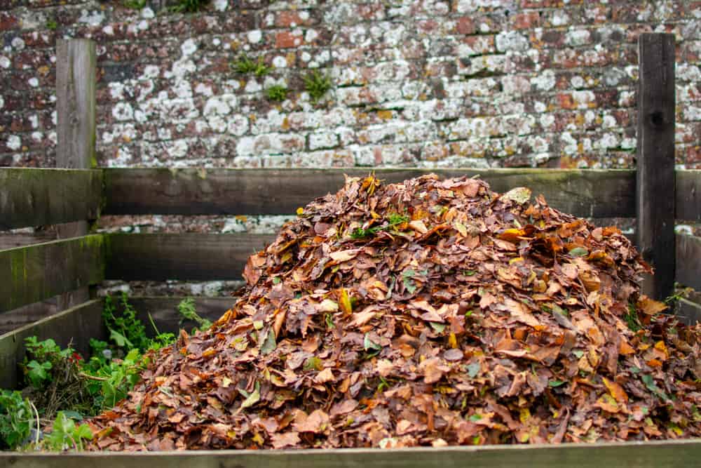 Compost full of dried fall leaves with an old brick wall in the background.