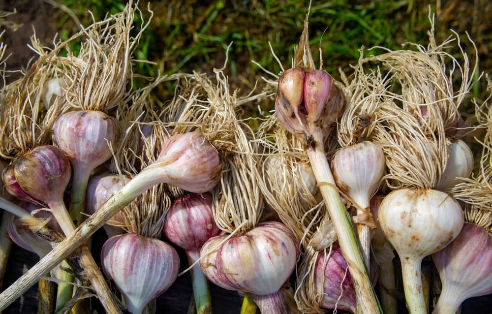 Close-up of freshly grown organic garlic.