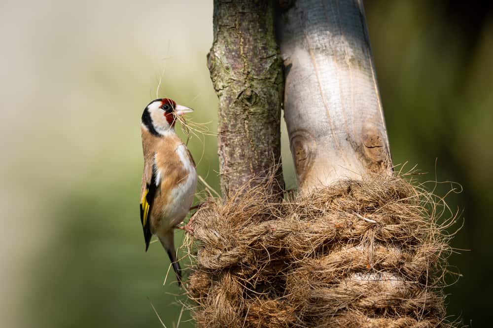 European Goldfinch (Carduelis carduelis) collecting rope material for a nest.
