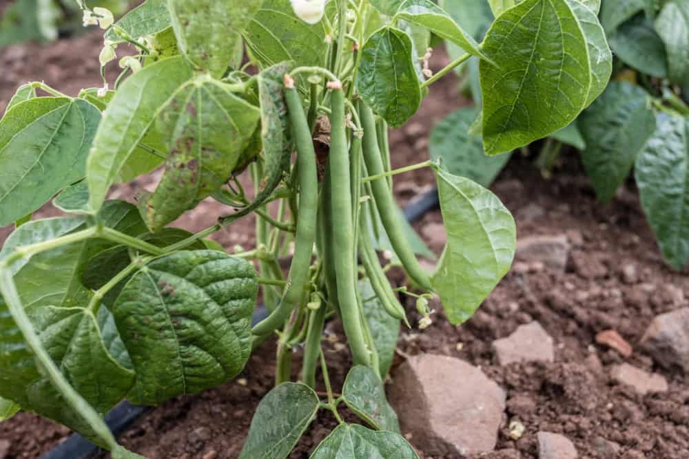 Green beans growing in a vegetable garden.