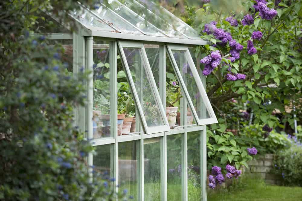 Greenhouse in a garden being ventilated just by opened windows.