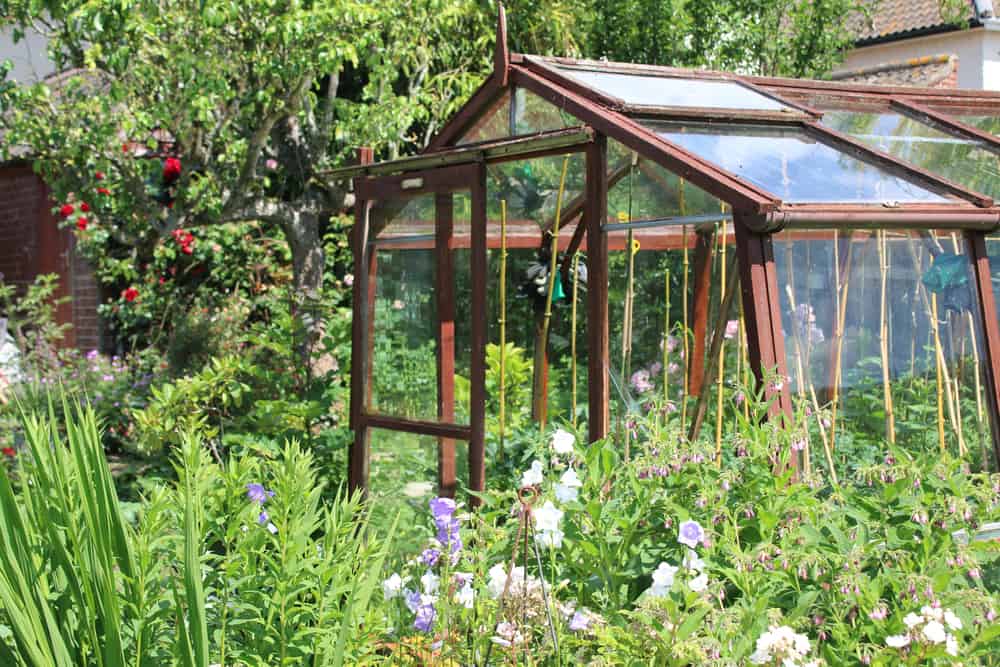 Greenhouse with a wooden frame. Surrounded with vegetables plants in the summer.