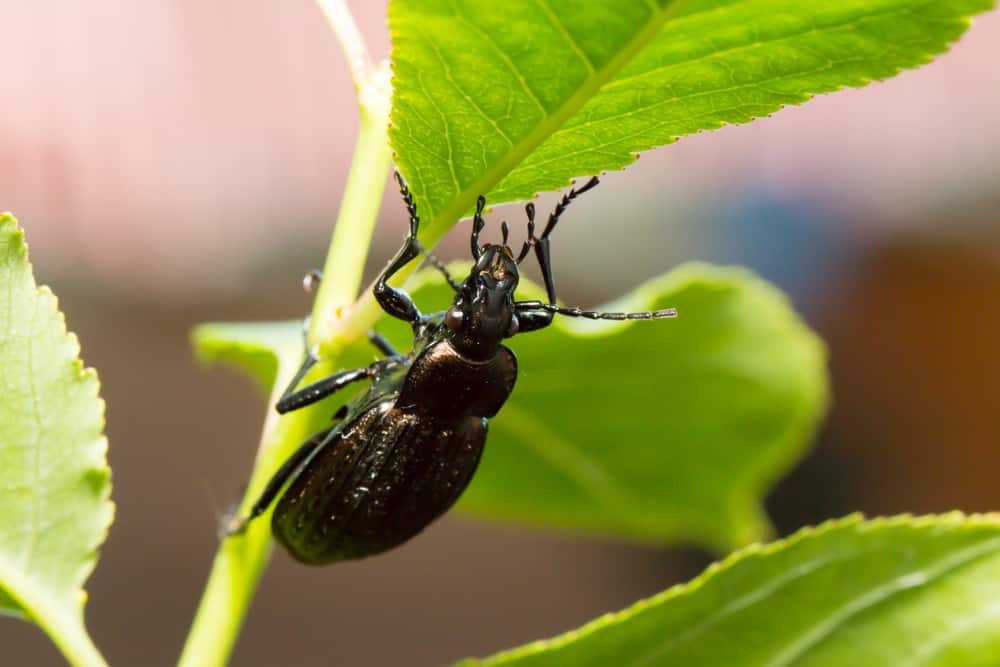 Close-up of a ground beetle on a green leaf.
