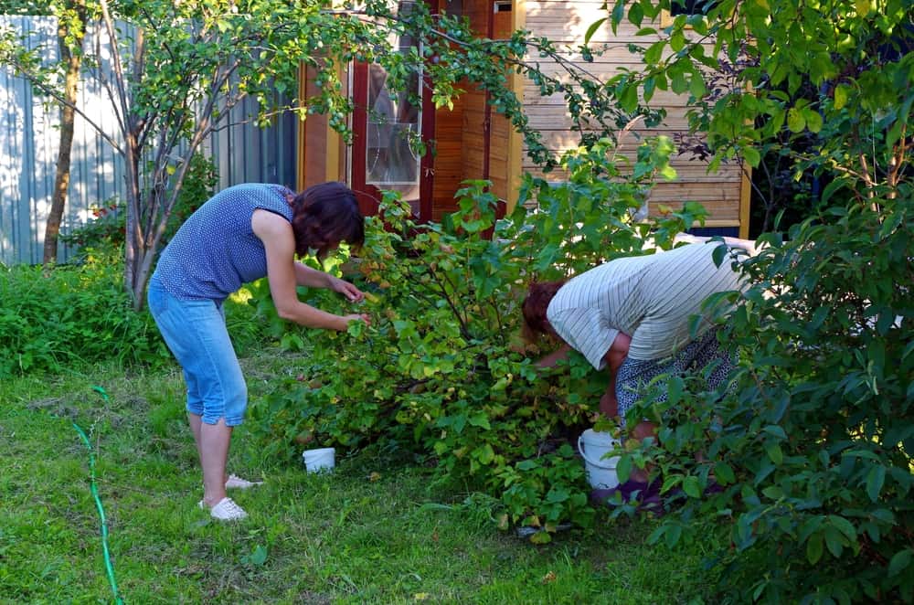 Women in a garden harvesting black currant and red currant tomatoes.