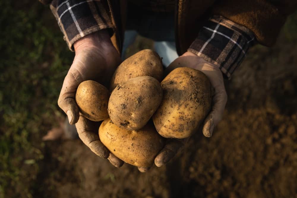 Close-up of hands holding heap of fresh raw potatoes.