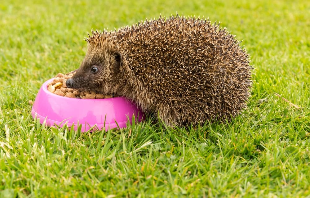 Hedgebog on a lawn eating dry food from a pink bowl.