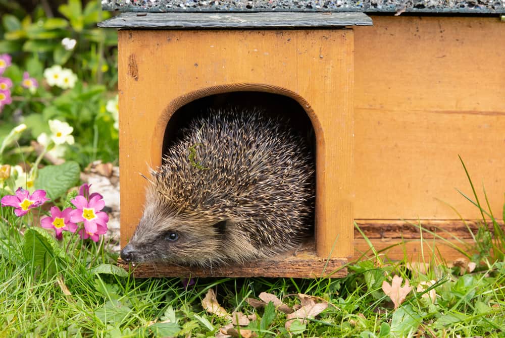 Hedgehog on the doorstep to its hedgehog house in a garden.