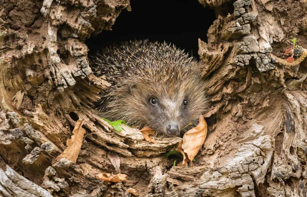 Hedgehog inside a fallen tree trunk looking out.