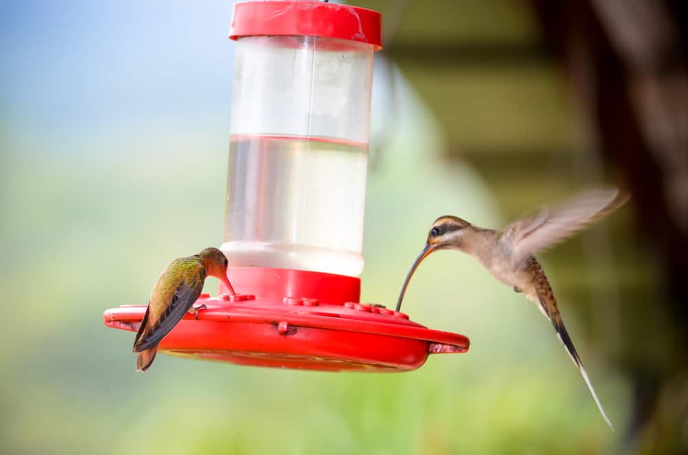 Hummingbirds flying and eating from a red feeder.