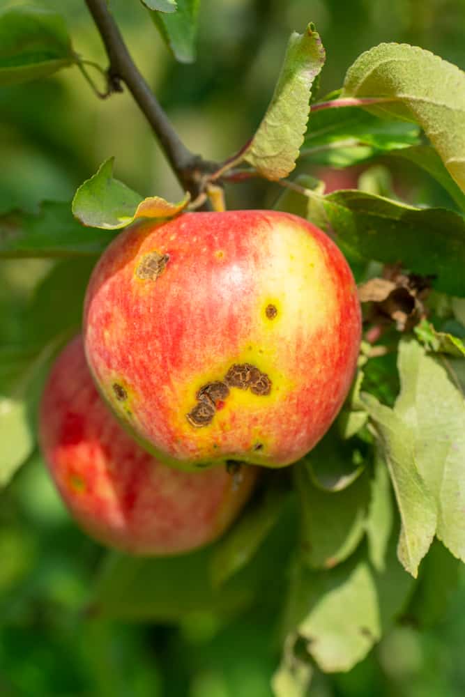 Close-up of apples infected by apple scab - also know as Venturia inaequalis.