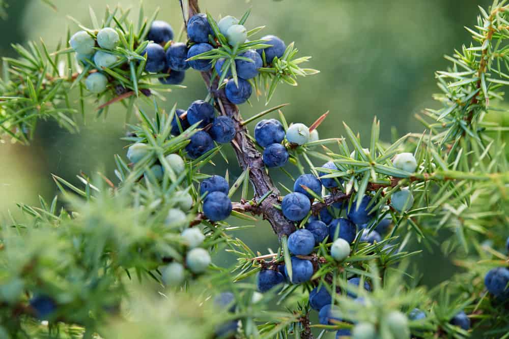 Close-up of juniper berries growing on a tree.