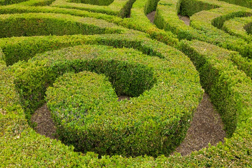 A section of a formal knot garden.