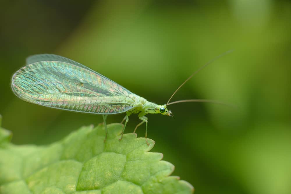 Close-up of a green lacewing on a green leaf.