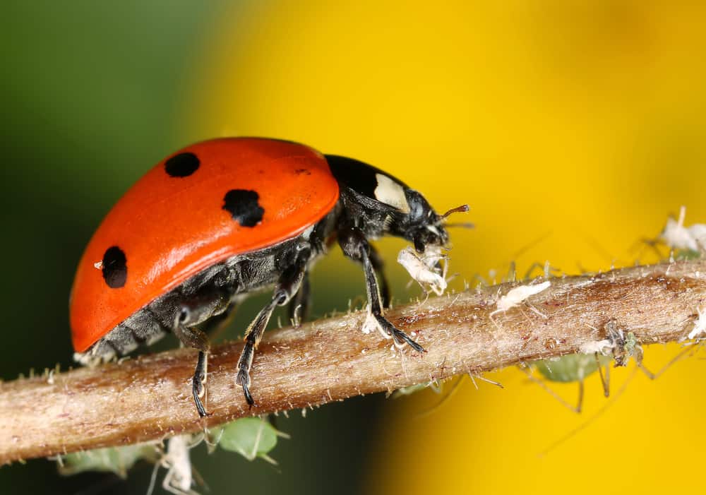 Close-up of ladybug feeding on aphids.