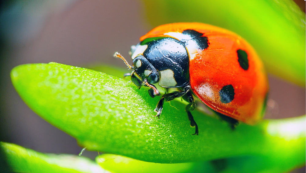 Close-up of a ladybug on a leaf.