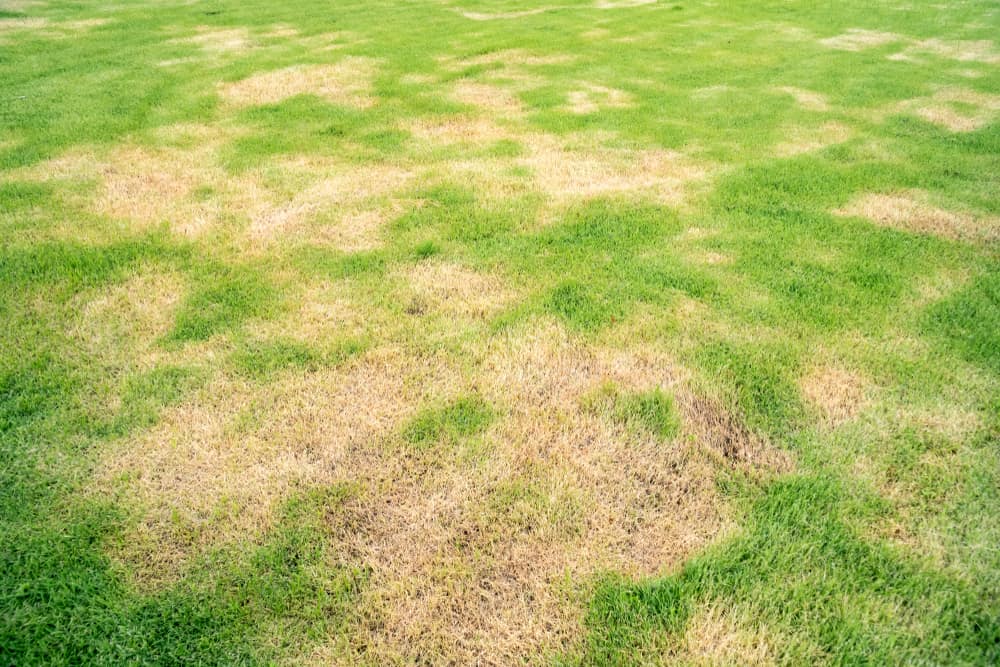 Lawn with spots of dead/brown grass.
