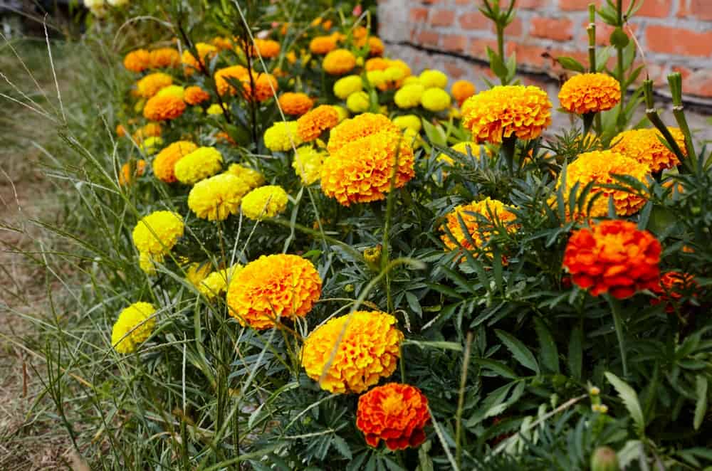 Beautiful marigold flowers and leafs in a garden.