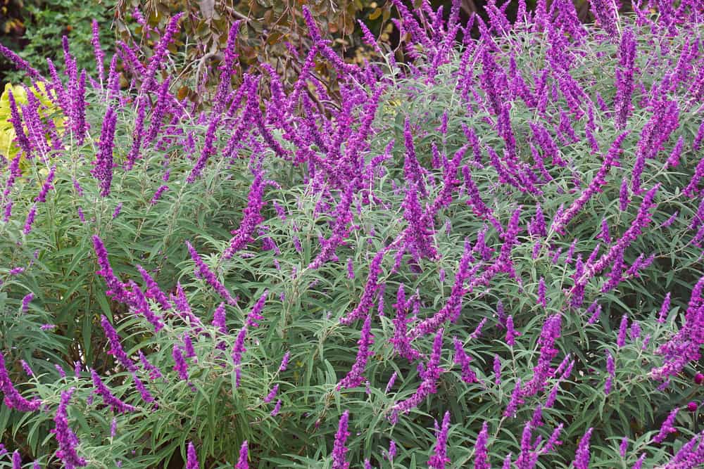 Mexican sage bush. Also known as Salvia leucantha or velvet sage.