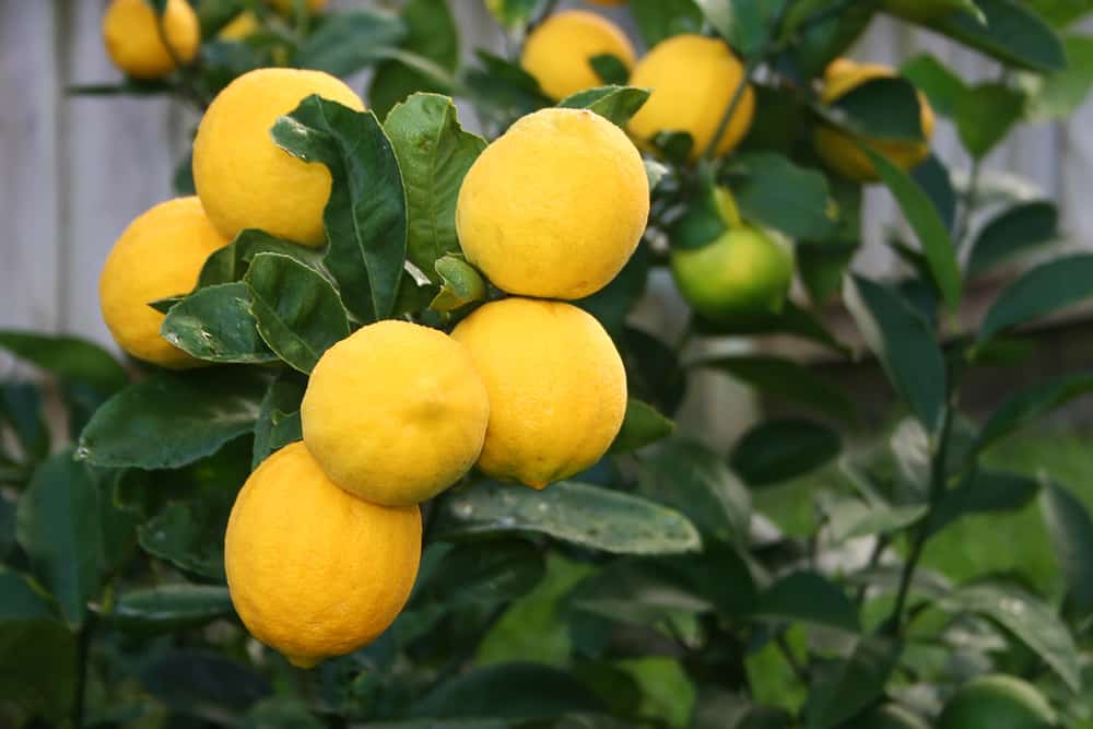 Close-up of bright yellow meyer lemons on the tree.