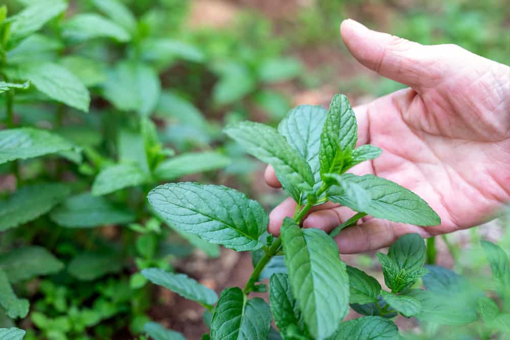 Woman hand holding fresh mint in a garden.