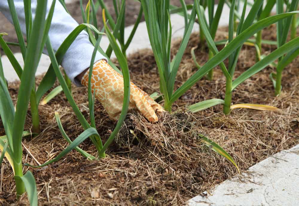 Hand adding mulch to garlic plants growing in garden bed.