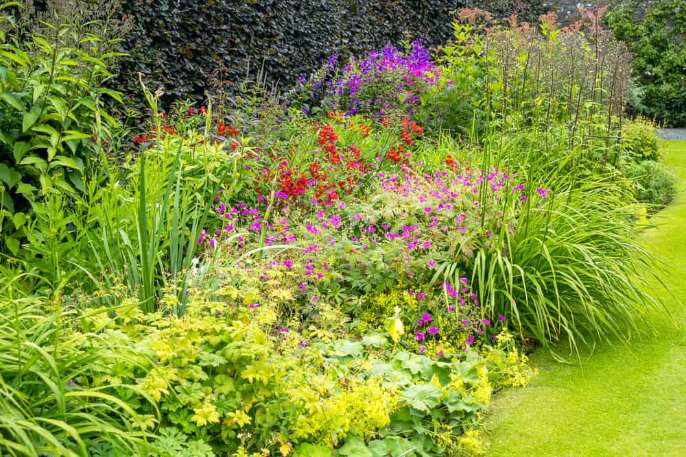 A natural garden with a variety of plants and flowers.
