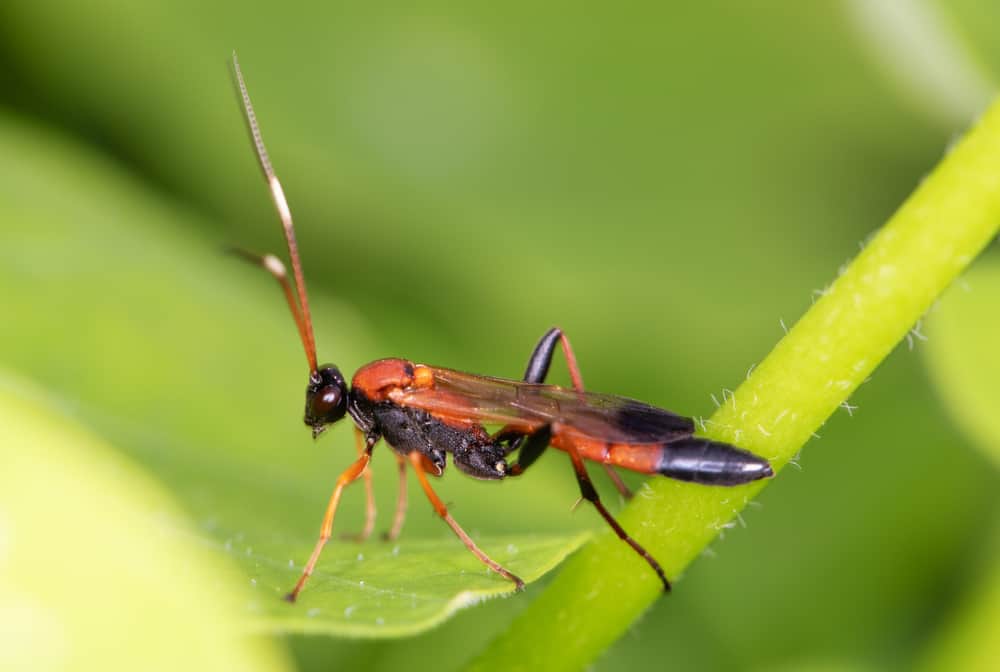 Close-up of parasitic wasp (red banded sand wasp) on a green leaf.