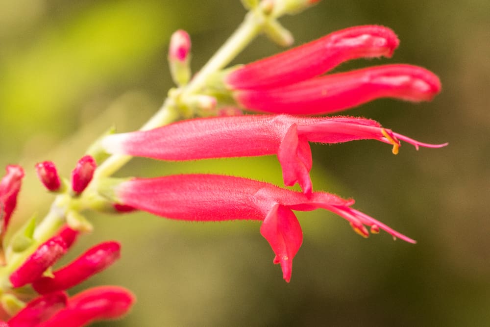 Close-up of Pineapple sage. Also known as Salvia elegans.