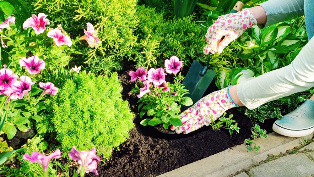 Woman planting annual flowers in black soil with hand trowel.