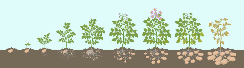 Illustration of potato life cycle.